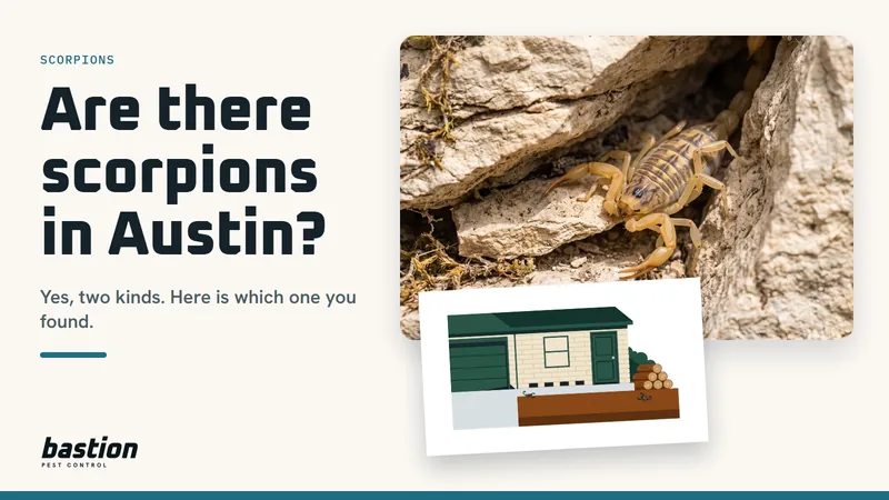 Cover for the scorpion guide: a striped bark scorpion in a limestone crevice beside a diagram of how scorpions get into an Austin house