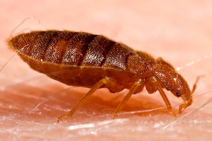 An adult bed bug mid-meal on human skin, its body visibly swollen, stretched longer and darker red