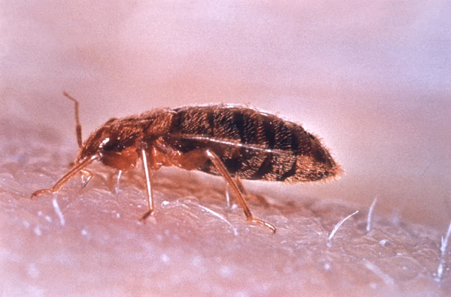 A side view of an adult bed bug on human skin, showing the flat oval reddish brown body, six legs, two antennae and no wings