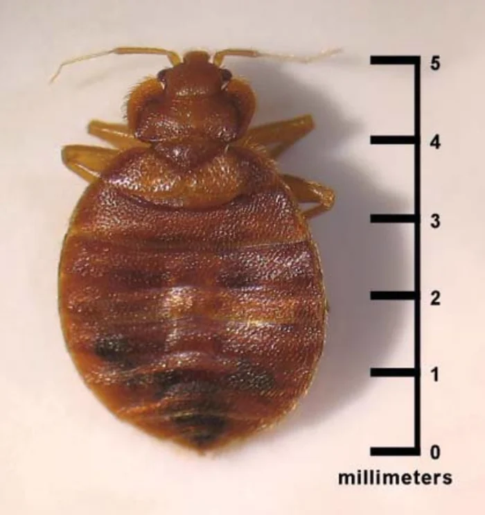 An adult bed bug photographed from above beside a millimeter scale, its body measuring about five millimeters from head to tail