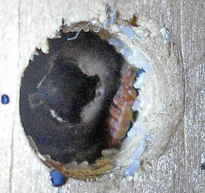 Pearl white bed bug eggs glued around the rim of a screw hole in a wooden bed frame, with one adult bed bug inside the hole