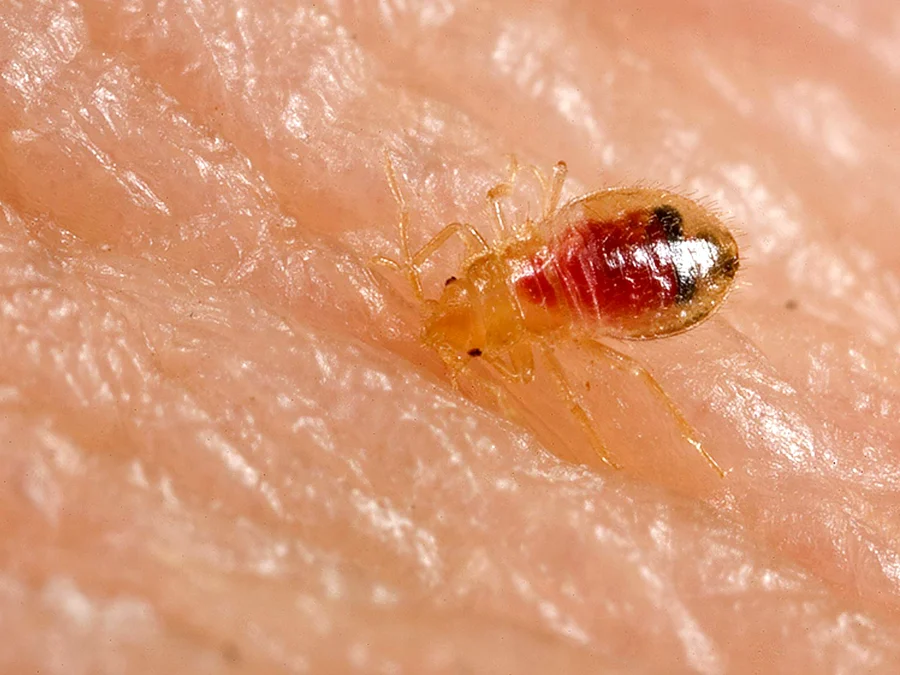 A pale translucent bed bug nymph on human skin, its body almost colorless except for the red blood meal visible inside it