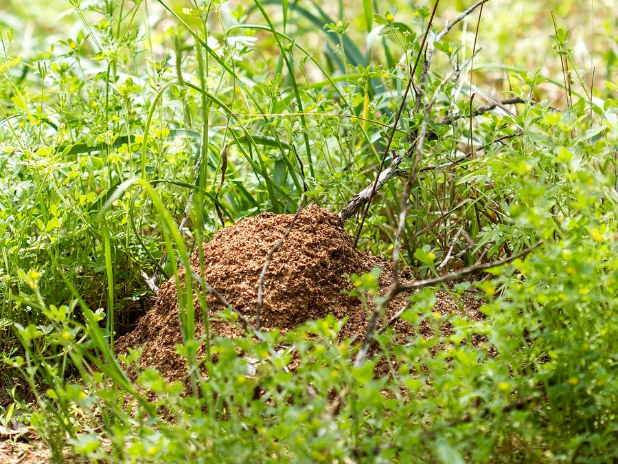 A fire ant mound of loose, crumbly brown soil rising out of green weeds and grass