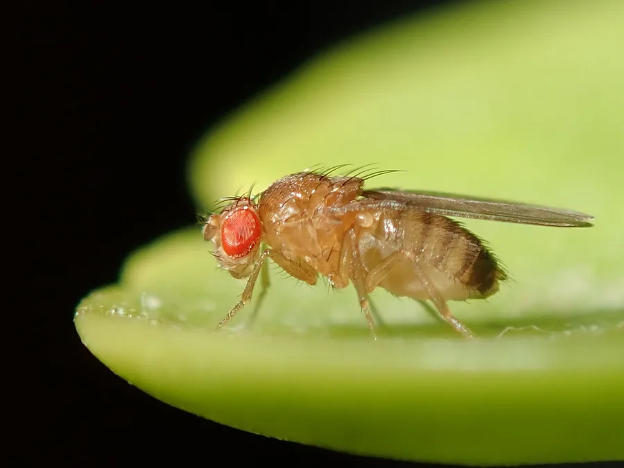 A fruit fly on a green leaf, seen from the side and facing left, with a bright red eye, a stocky tan body and clear wings