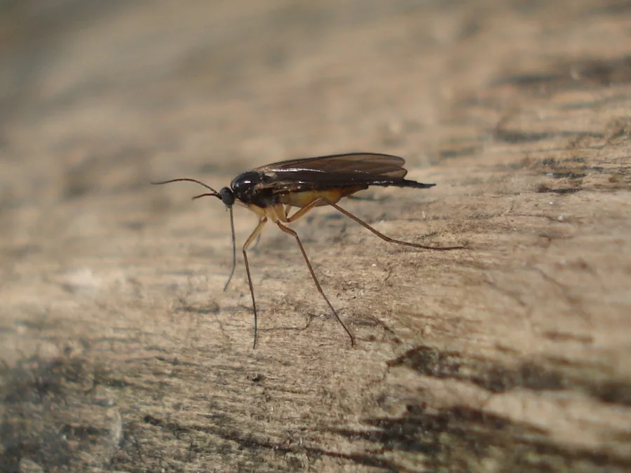 A slender dark fungus gnat standing on bare wood, seen from the side and facing left, with long thin legs, long thin antennae and dark wings folded over its back