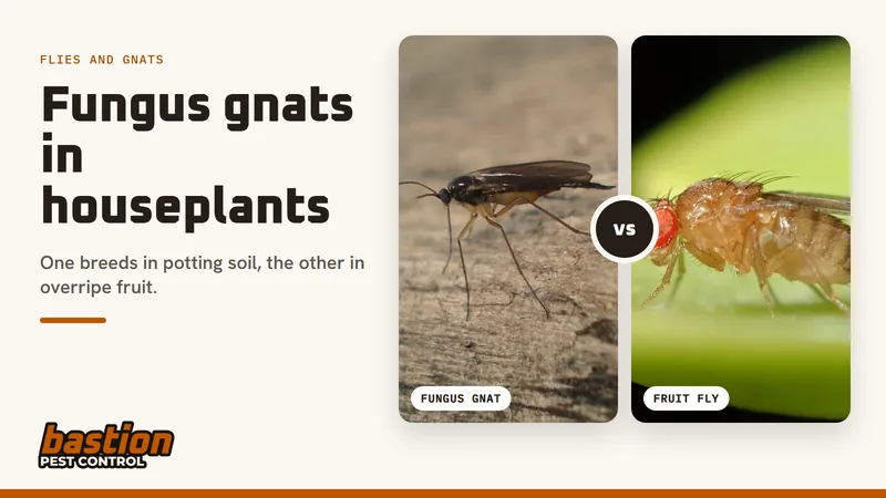 Cover for the fungus gnats guide: a photo of a dark, slender gnat next to a photo of a stocky, red-eyed fruit fly