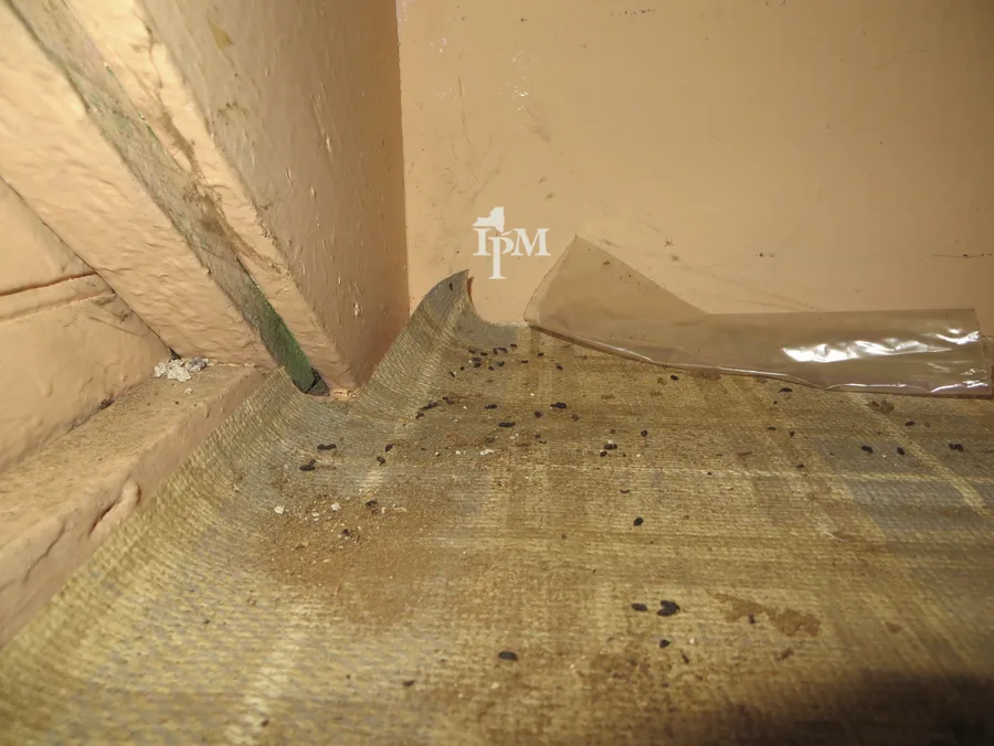 Small dark house mouse droppings scattered over a dusty mat in a corner, along the base of a wall