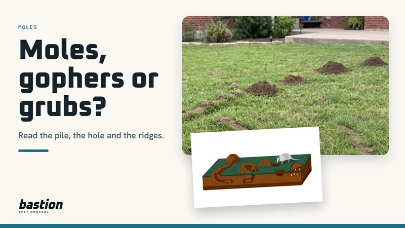 Cover for the moles guide: a mole mound and ridge in a Central Texas lawn beside a diagram of five kinds of yard digging