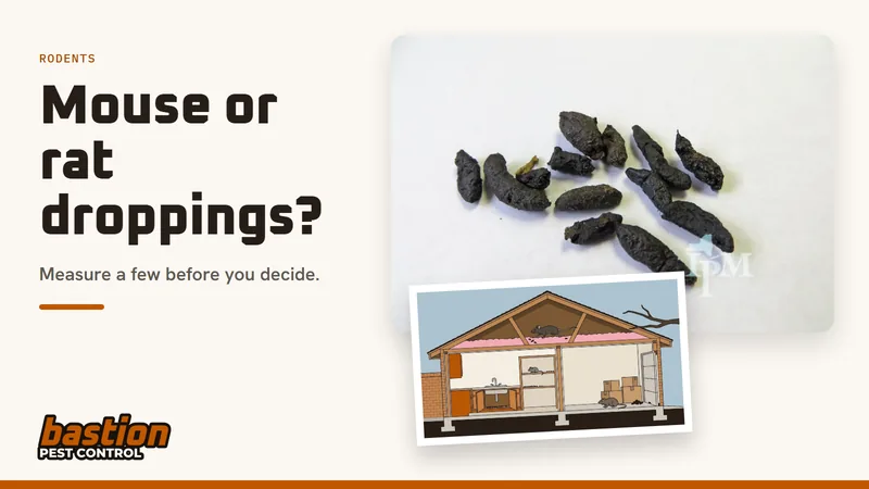 Cover for the droppings guide: a photo of Norway rat droppings with our drawing of where mouse and rat droppings turn up in an Austin house