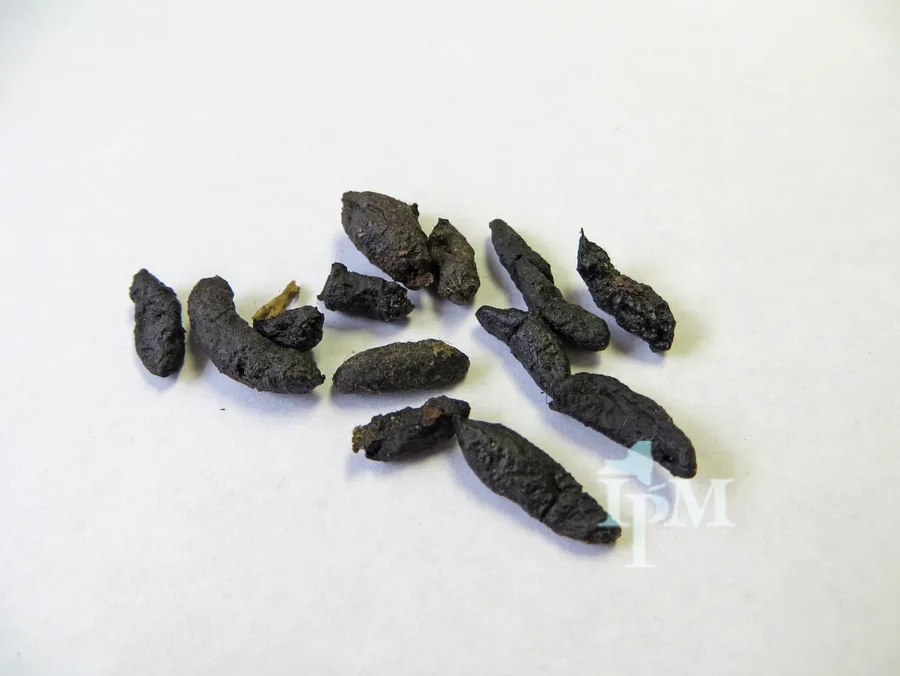 Close-up of Norway rat poop: a loose group of dark droppings on a white surface