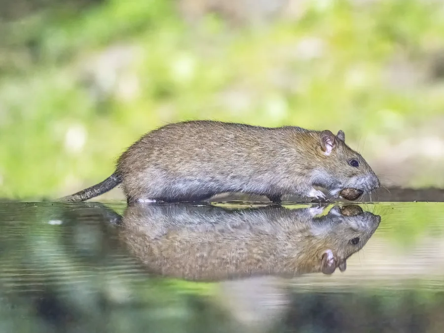 A brown Norway rat walking right along the edge of still water, with its reflection below it. Its nose and small rounded ear face right, its body is heavy, and the end of its tail runs out of view at the water on the left.