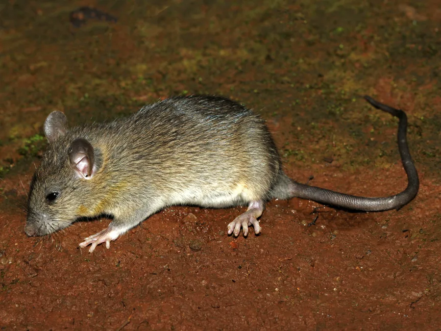 A gray-brown roof rat on red soil, facing left, with a pointed nose, a big thin ear, a slim body and a long dark tail curving up at the right.