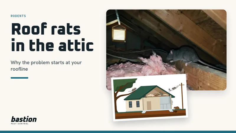 Cover for the roof rats guide: a roof rat in an attic beside a diagram of how roof rats climb into a Central Texas house
