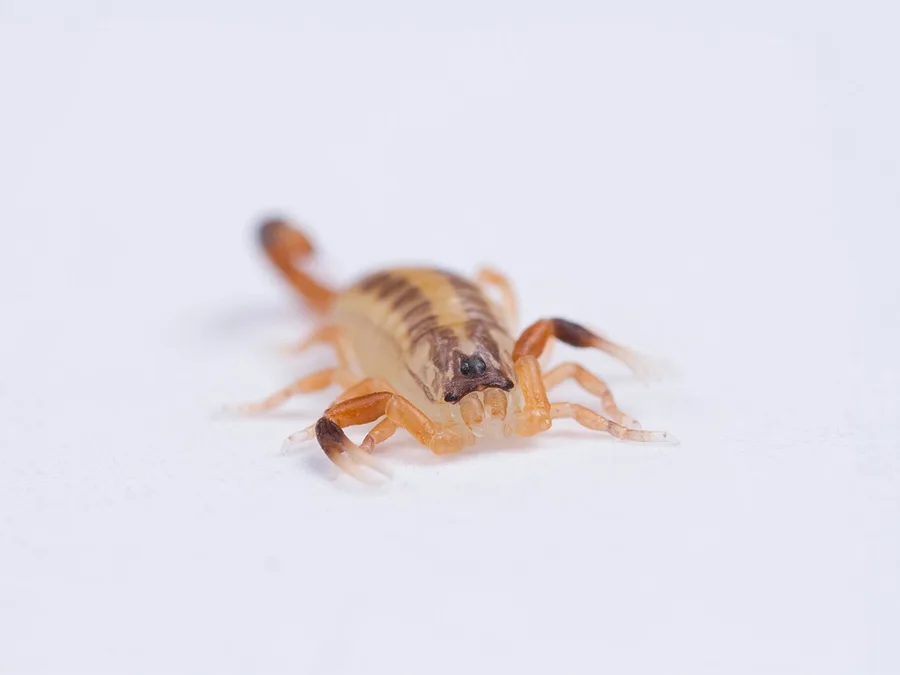A small pale tan striped bark scorpion with dark stripes on its back, on a white background
