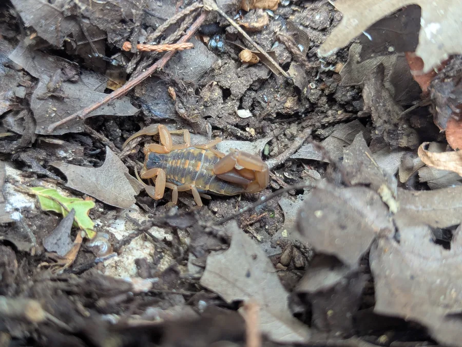 A tan striped bark scorpion with darker stripes down its back, lying in damp soil among dead leaves and twigs