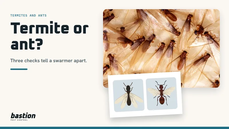 Cover for the termite or ant guide: Formosan termite swarmers on a trap beside a diagram comparing a termite swarmer and a winged ant