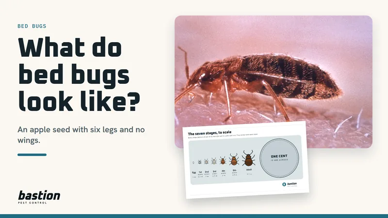 Cover for the bed bug guide: an adult bed bug photographed from the side beside a diagram of all seven life stages drawn to scale