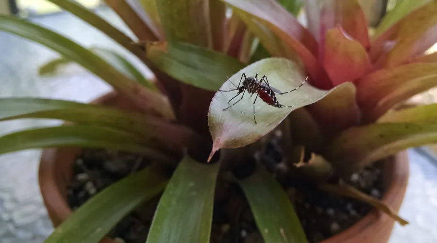 Blood fed Aedes mosquito with white banded legs resting on the leaf of a potted bromeliad