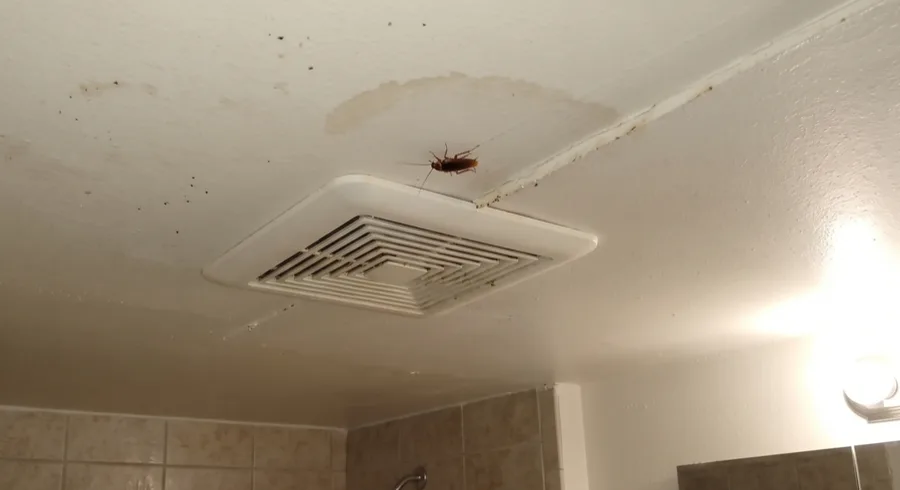 American cockroach on a bathroom ceiling next to an extractor vent, with a water stain visible on the ceiling
