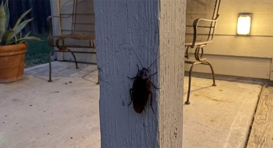Large American cockroach on a painted porch post at dusk with patio furniture and a lit porch light behind