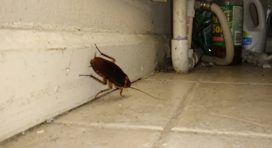 Large American cockroach on a tile floor beside a baseboard under a kitchen sink, with plumbing and cleaning bottles behind it