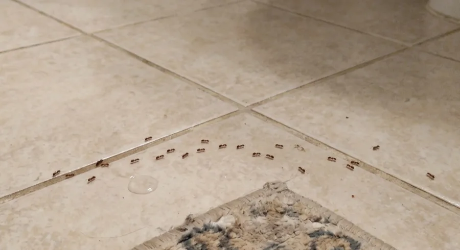 Ants trailing along tile grout lines on a bathroom floor toward a small water droplet near a bath mat