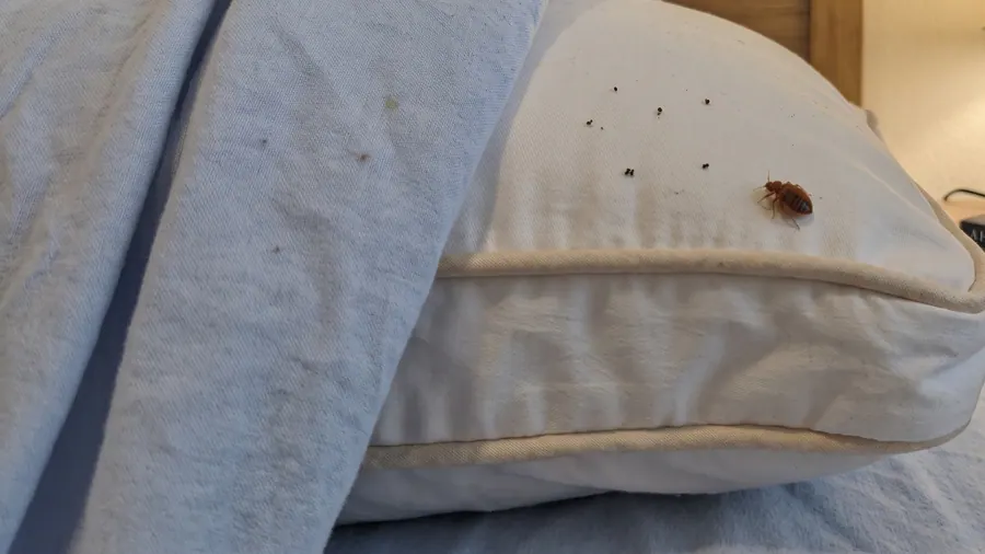Single adult bed bug and a scatter of dark fecal specks on the piped edge of a white pillow