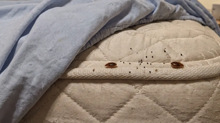 Two adult bed bugs and a scatter of dark fecal spotting on a quilted mattress edge beside a pulled-back sheet
