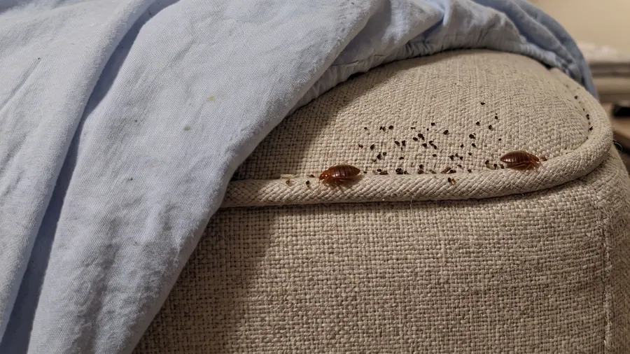 Adult bed bugs and heavy dark fecal spotting along the corded piping at the corner of a mattress
