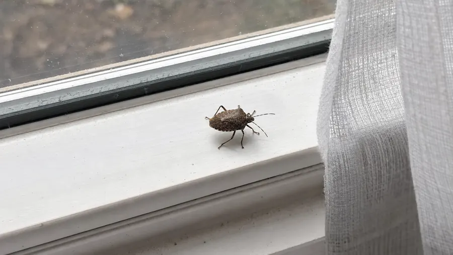 A brown shield-shaped stink bug crawling on a white window sill inside a home beside a curtain