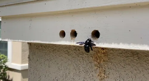 Black carpenter bee at one of three round bore holes in a white painted fascia board, with sawdust streaking the wall below