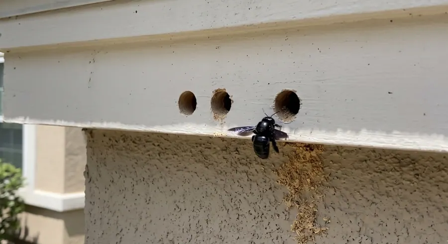 Black carpenter bee at one of three round bore holes in a white painted fascia board, with sawdust streaking the wall below