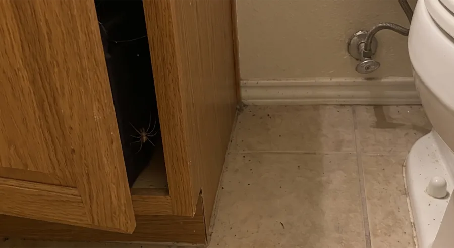 Long-legged spider inside a bathroom vanity cabinet under the sink, visible through the open cabinet door