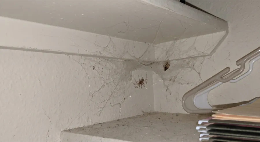 Cellar spider on a tangled web in the corner of a closet shelf next to clothes hangers, with a wrapped insect in the web