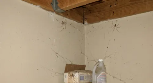 Two long-legged cellar spiders on webbing in the ceiling corner of a garage near a wooden beam