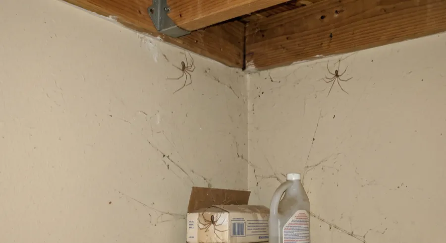 Two long-legged cellar spiders on webbing in the ceiling corner of a garage near a wooden beam
