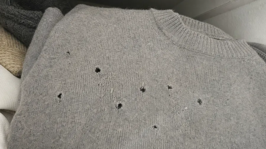 A gray wool sweater with small irregular holes eaten through the knit, grazed fibers and tiny pale silken cases