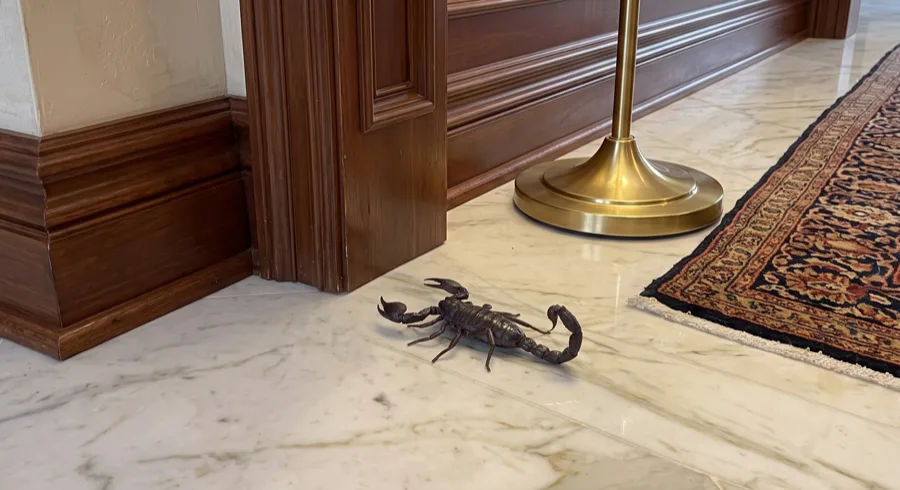 Dark heavy bodied scorpion with thick pincers on a marble entry hall floor beside a door frame and rug