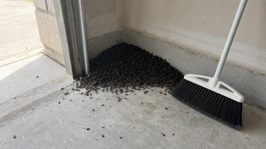 A pile of dead black field crickets swept into the corner of a garage floor beside a push broom