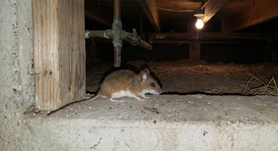 Deer mouse with a white belly and bicolored tail on a concrete foundation ledge in a crawl space, beside pipes and a bare bulb