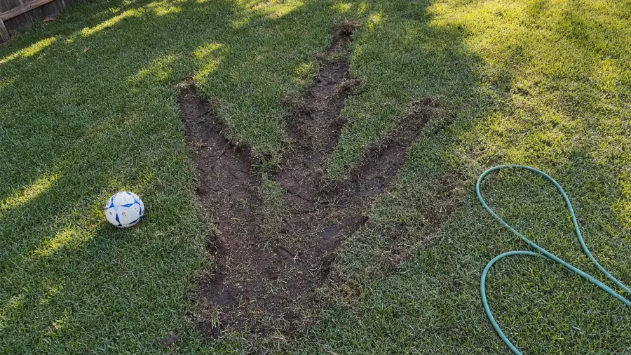 An enormous three-toed dragon footprint pressed deep into a St. Augustine lawn beside a garden hose and a soccer ball