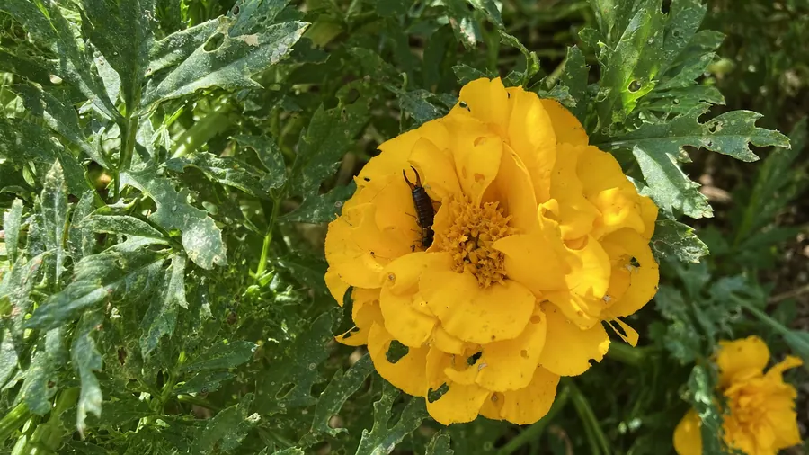 A marigold flower and leaves with ragged chewed holes and an earwig tucked between the petals