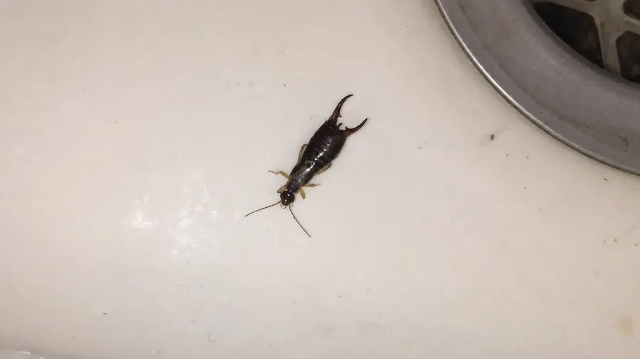 A dark brown earwig with curved pincers inside a white kitchen sink near the drain