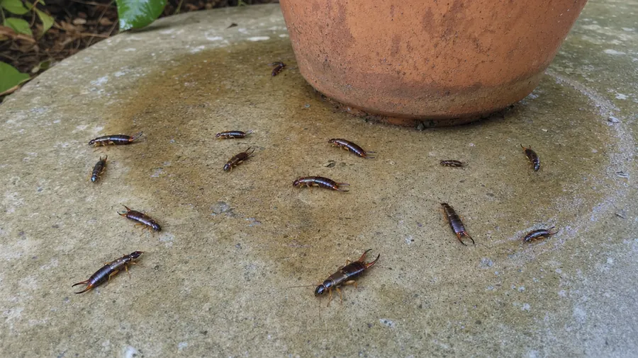 Dark reddish-brown earwigs scattering across a damp patio where a terracotta flowerpot was just lifted