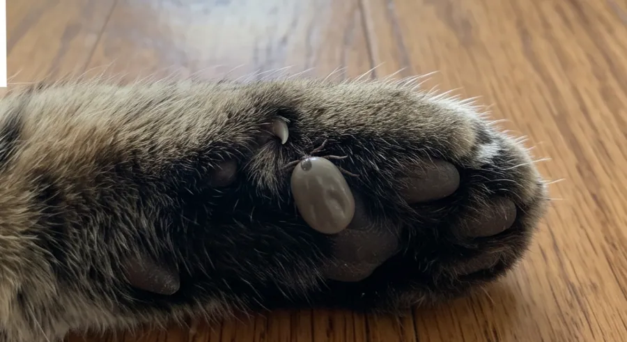 Fully engorged gray tick attached between the pads of a cat paw