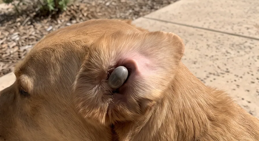 Large engorged gray tick attached inside the ear flap of a golden retriever