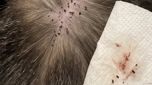 Black flea dirt specks in the fur at the base of a cat's tail, beside a paper towel where the specks have smeared rust red