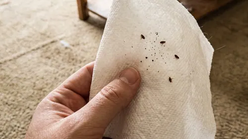 Several adult fleas and scattered flea dirt on a white paper towel held above a carpeted floor