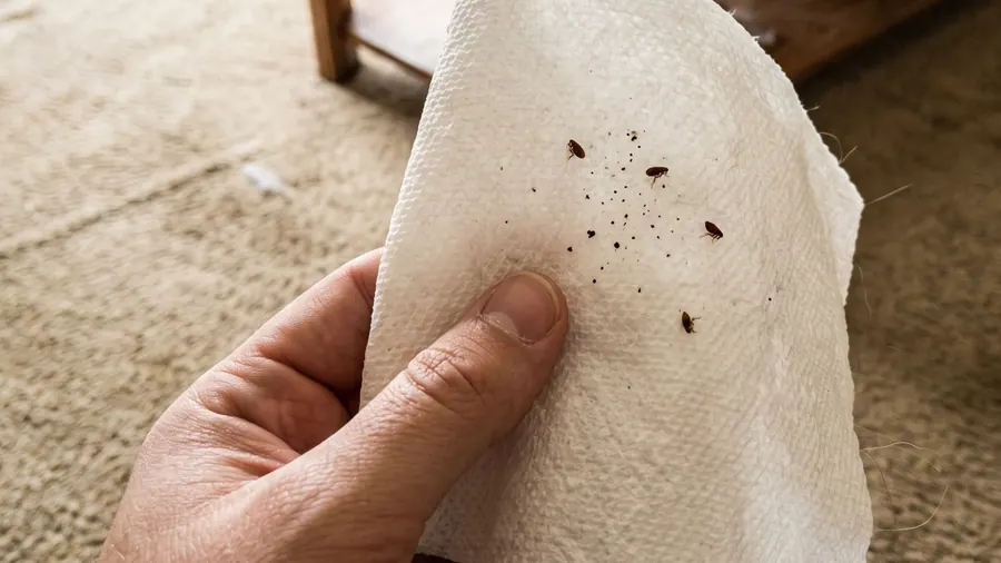 Several adult fleas and scattered flea dirt on a white paper towel held above a carpeted floor