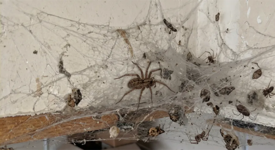 Funnel weaver spider on a dense sheet web under a house eave, surrounded by trapped insect carcasses